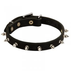 Belgian Malinois Leather Collar Spiked 3/4 Inch
