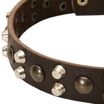 Leather Belgian Malinois Collar with Hand Set Studs