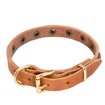 Belgian Malinois Leather Collar with Studs