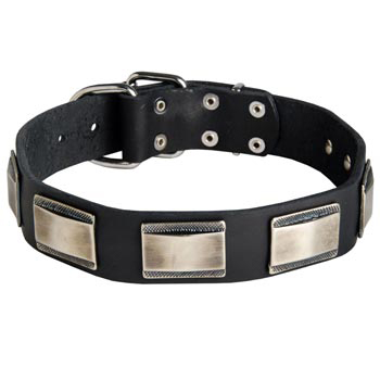 Leather Belgian Malinois Collar with Solid Nickel Plates