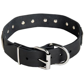 Leather Belgian Malinois Collar with Steel Nickel Plated Buckle and D-ring
