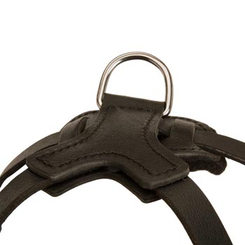 D-ring Attached to Belgian Malinois Harness