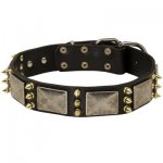 Spiked Leather Belgian Malinois Collar with Nickel Plates