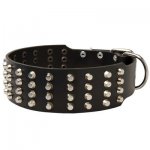 Extra Wide 4 Rows Studded Leather Belgian Malinois Collar