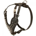 Spiked Leather Belgian Malinois Harness for Fashionable Walking