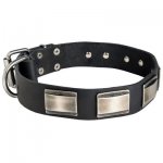 Leather Belgian Malinois Collar with Massive Nickel Plates