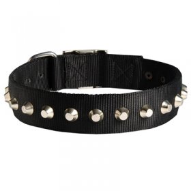 Exclusive Nylon Belgian Malinois Collar with Awesome Nickel Cones