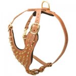 Brass Spiked Leather Belgian Malinois Harness for Fashion Walking