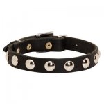 Beautiful Leather Belgian Malinois Collar Decorated with Half-Ball Studs