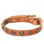 Leather Belgian Malinois Collar with Brass Half-Ball Studs