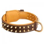 Spiked Belgian Malinois Collar Padded with Nappa Leather