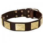 Handcrafted Leather Belgian Malinois Collar with Large Brass Plates