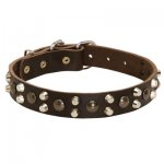 Leather Belgian Malinois Collar With Studs and Pyramids