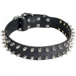 Leather Belgian Malinois Collar with 2 Rows of Nickel Spikes