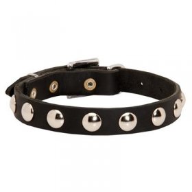 Beautiful Leather Belgian Malinois Collar Decorated with Half-Ball Studs