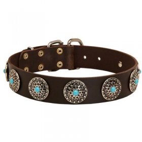 Leather Belgian Malinois Collar with Blue Stones for Stylish Walking