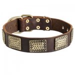 Leather Belgian Malinois Collar with Massive Brass Plates