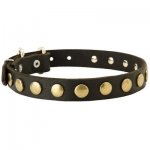 Leather Belgian Malinois Collar with Brass Circles for Fashionable Walking