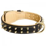 Royal Leather Belgian Malinois Collar Spiked Padded with Nappa Leather