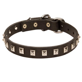 Belgian Malinois Walking   Leather Collar with Studs