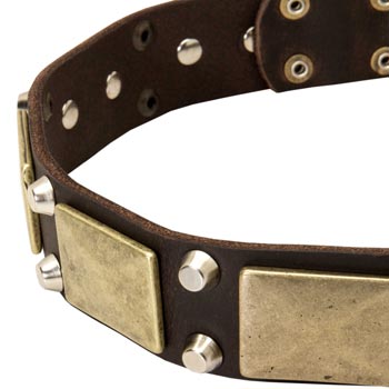 Leather Belgian Malinois Collar with Nickel Studs