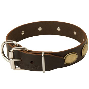 Fashionable Leather Collar for Belgian Malinois