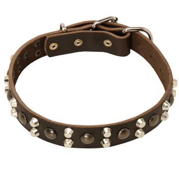 Leather Collar for Belgian Malinois Stylish Walks