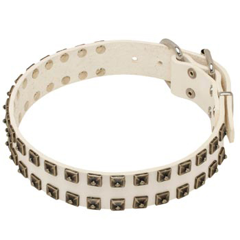 Studded White Leather Dog Collar for Belgian Malinois