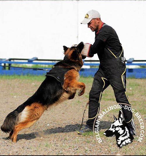 Nylon dog harness for efficient training