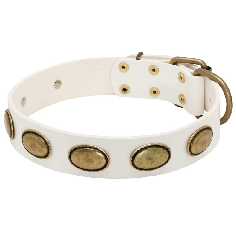 White Leather Belgian Malinois Collar with Brass Oval Plates