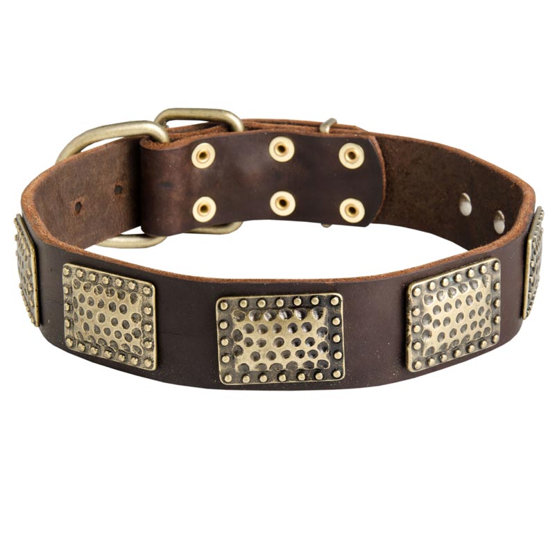 Leather Belgian Malinois Collar with Massive Brass Plates