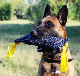 schutzhund malinois